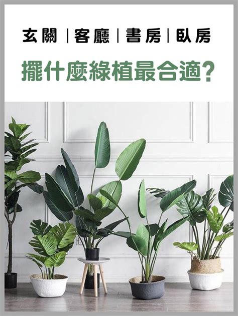 放室內的植物|室內可以放什麼植物？根據空間選擇推薦品種，照護指。